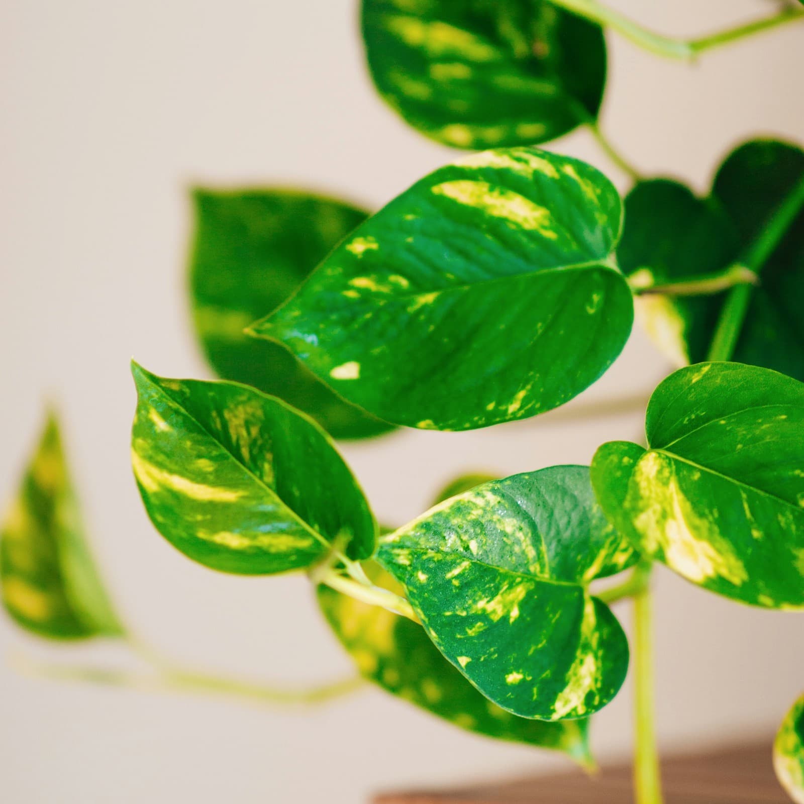 Aura, Golden Pothos