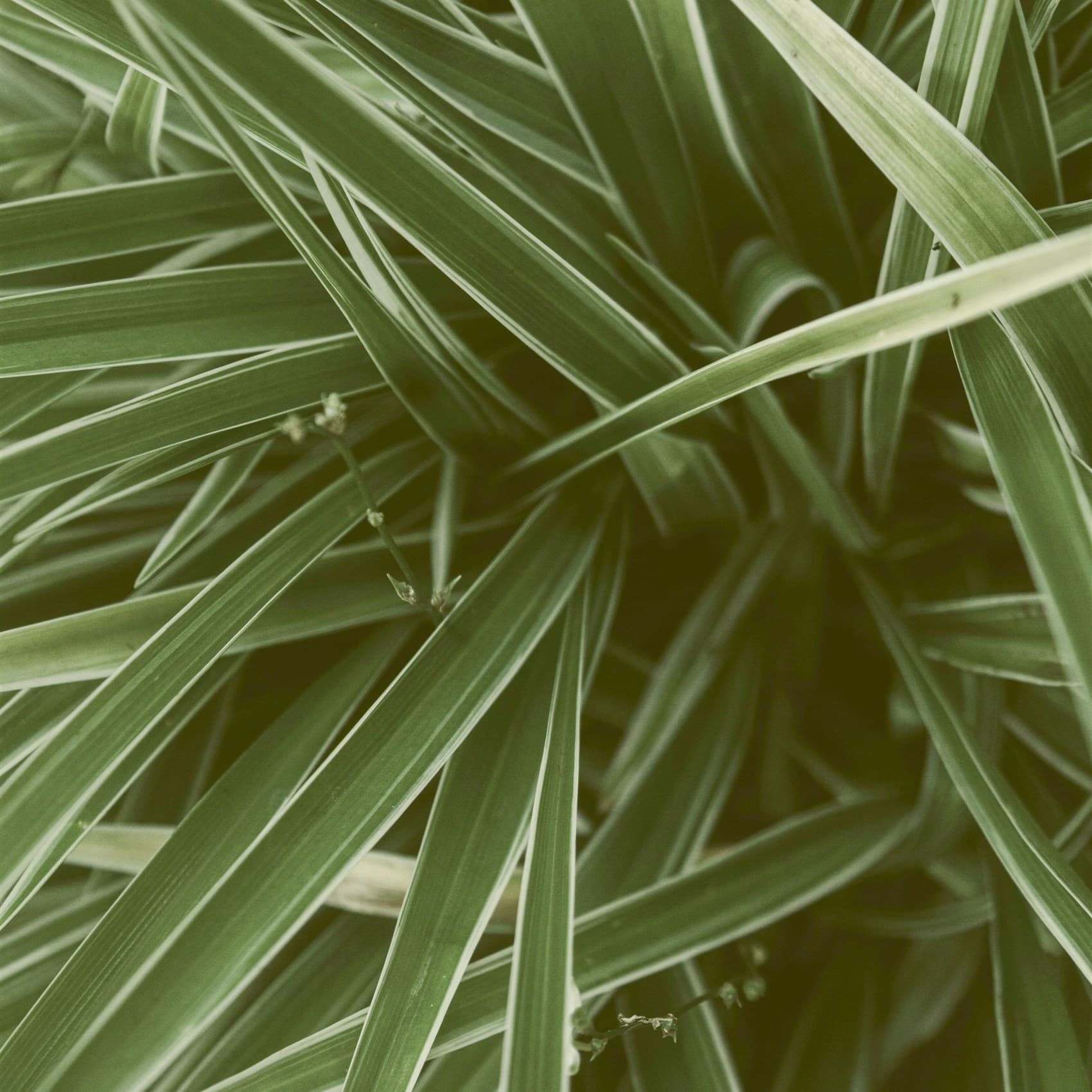 Breeze, Spider Plant