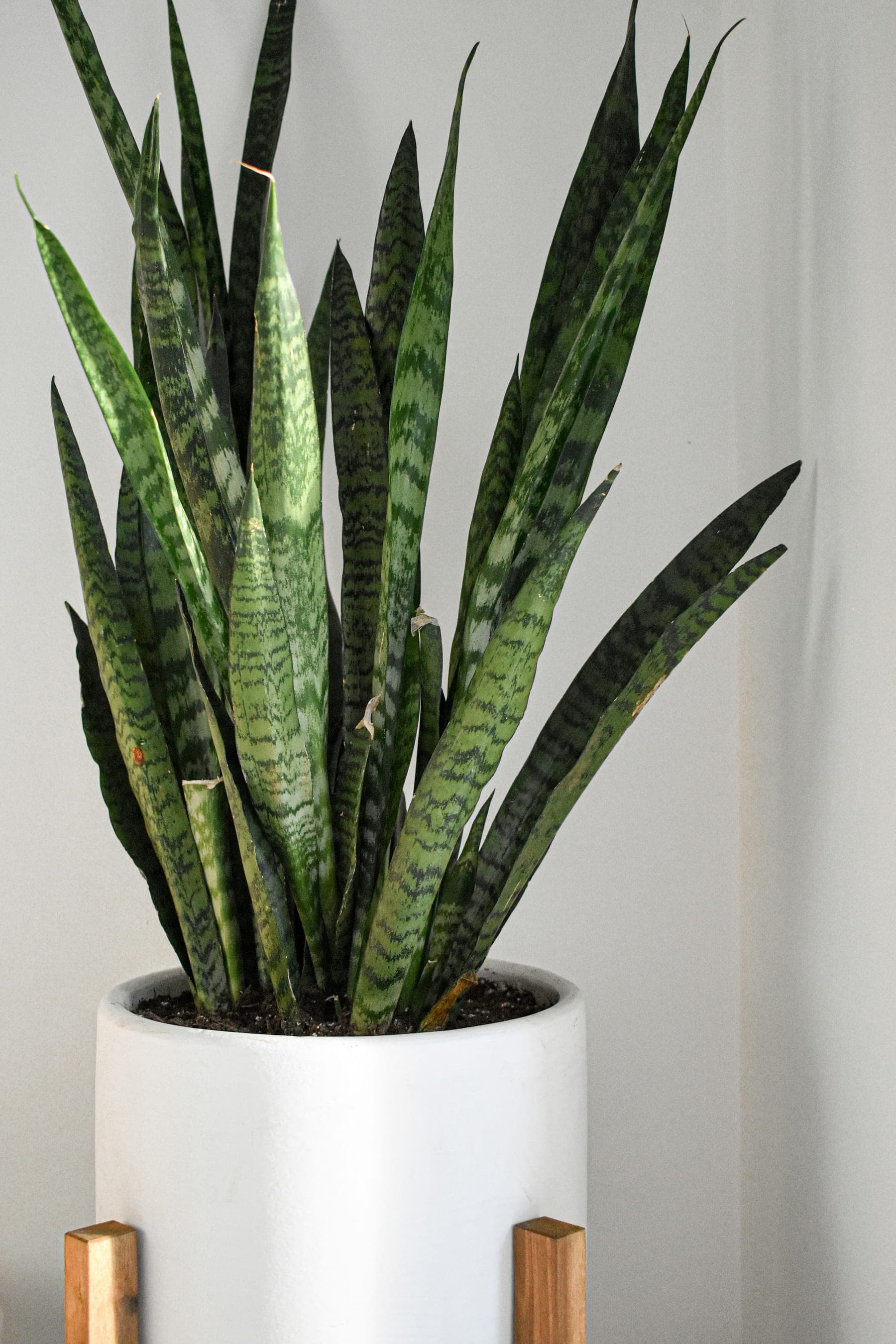 Potted plants on a bright windowsill