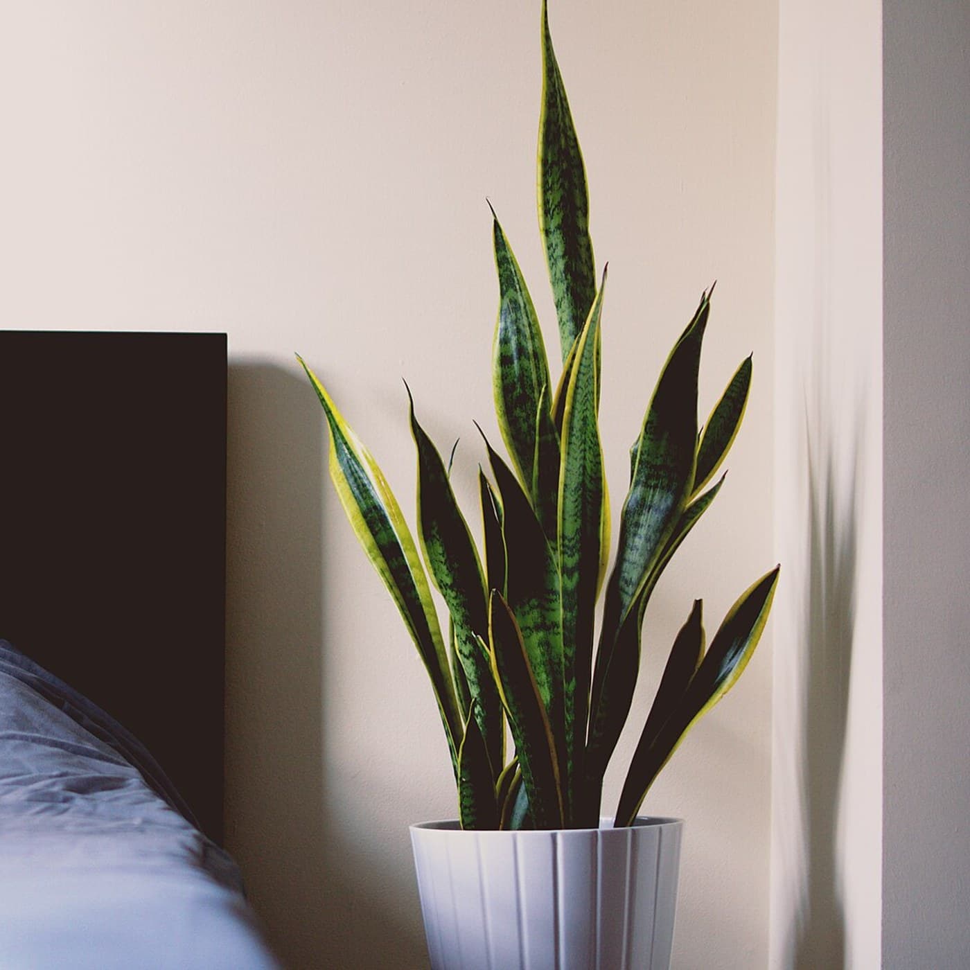 Solace, Snake Plant