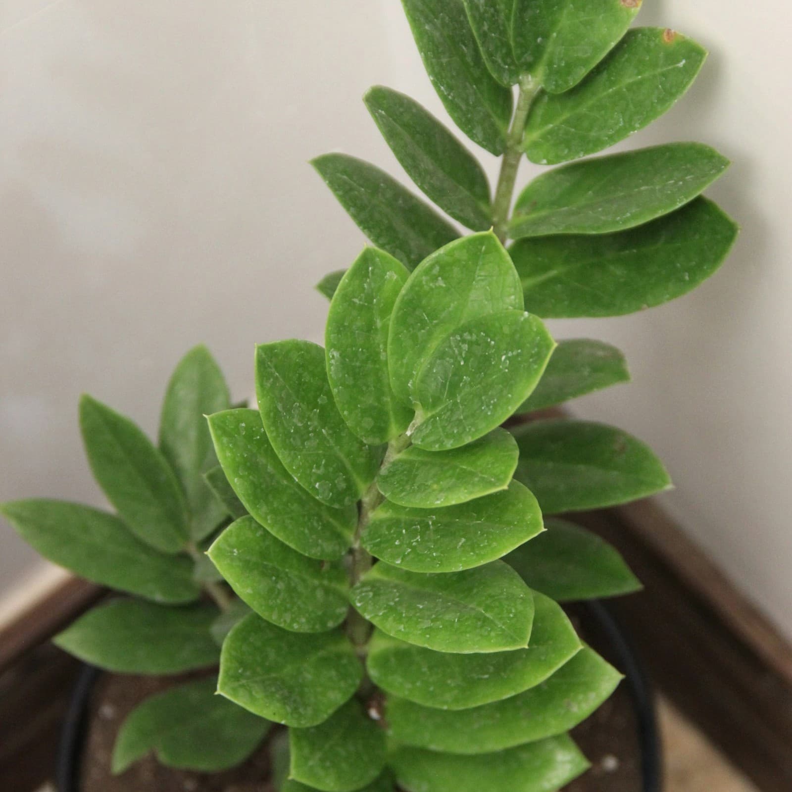 Zen, ZZ Plant